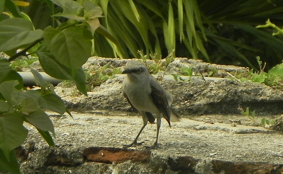 Photo Cenzontle Tropical