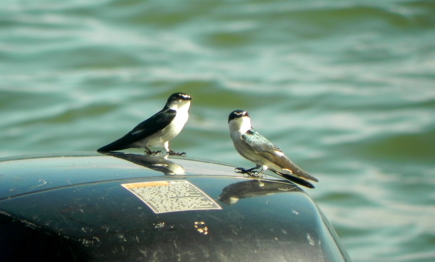 Foto Golondrina de Manglar