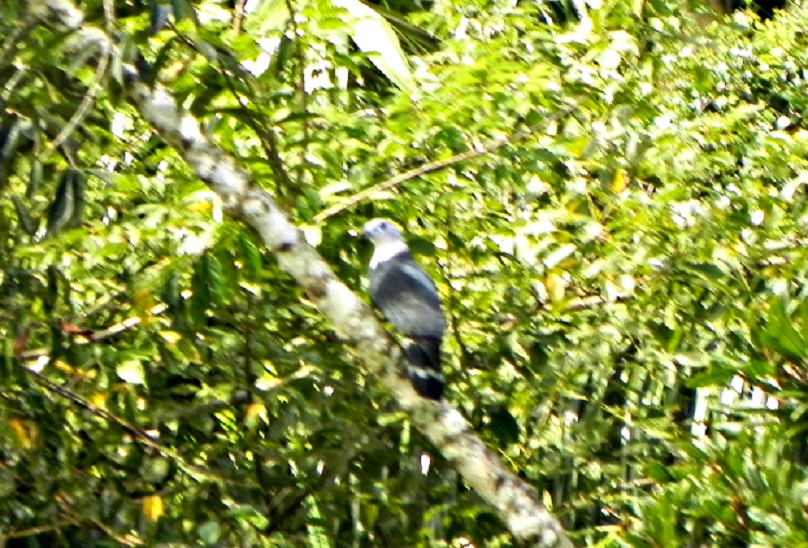 Foto Milano Cabeza Gris