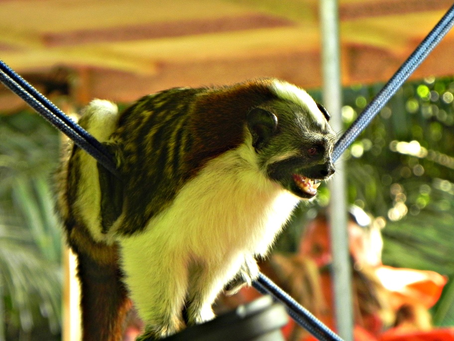 Foto Tamarino de Geoffroy