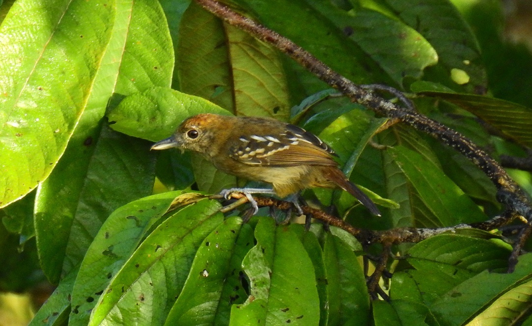 Foto Pizarroso Occidental