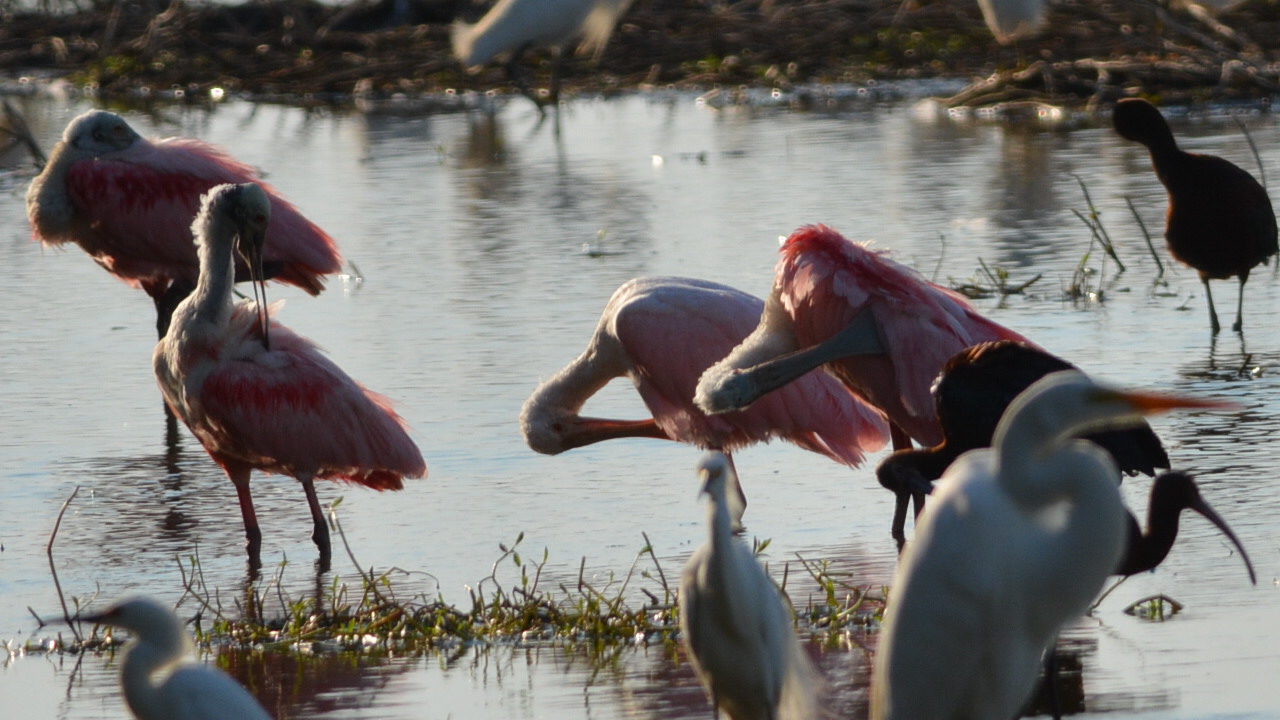 Photo Espátula Rosada