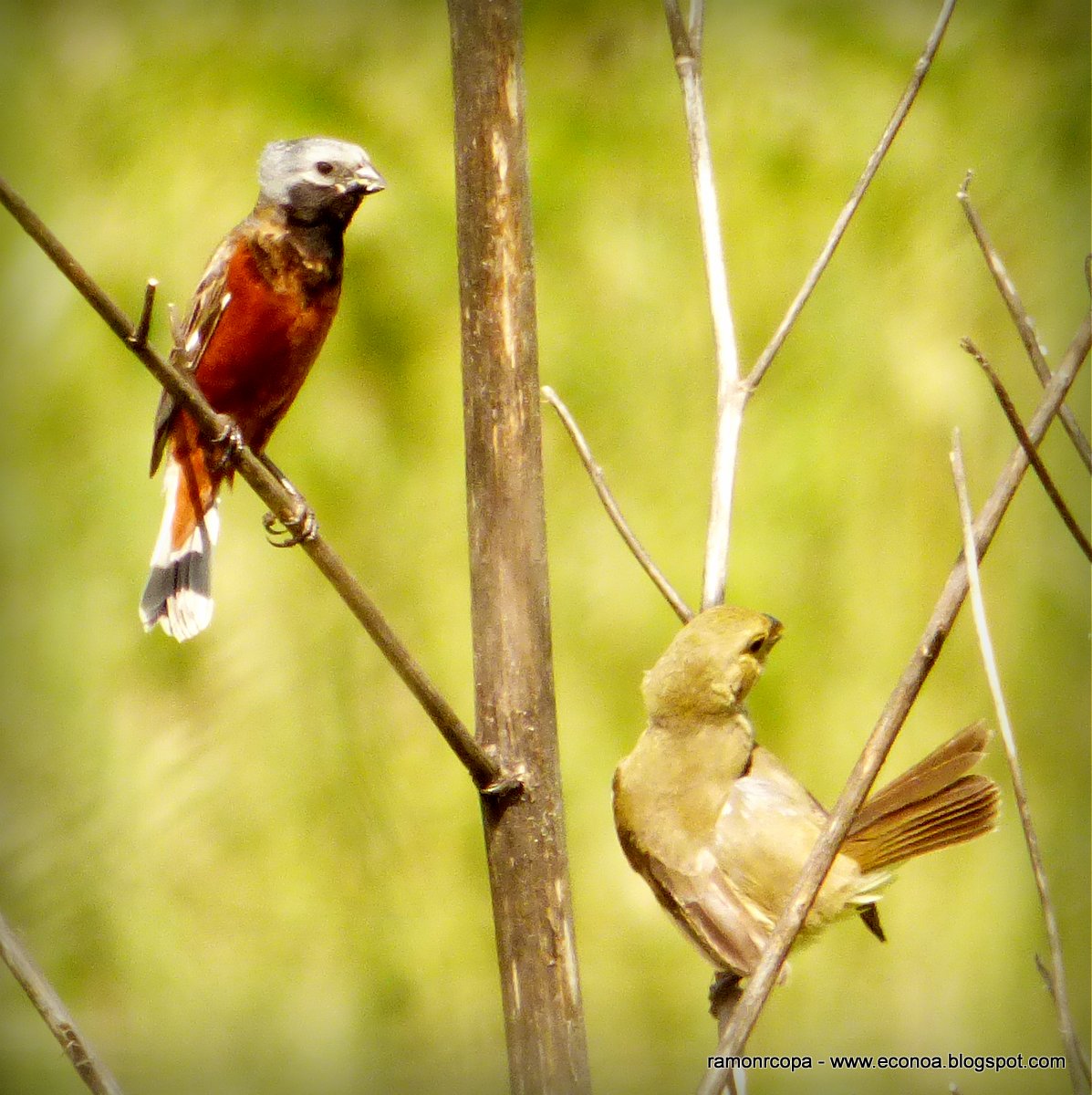 Foto Capuchino Garganta Café