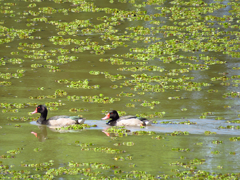 Photo Pato Picazo