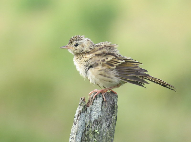 Foto Cachirla Pálida
