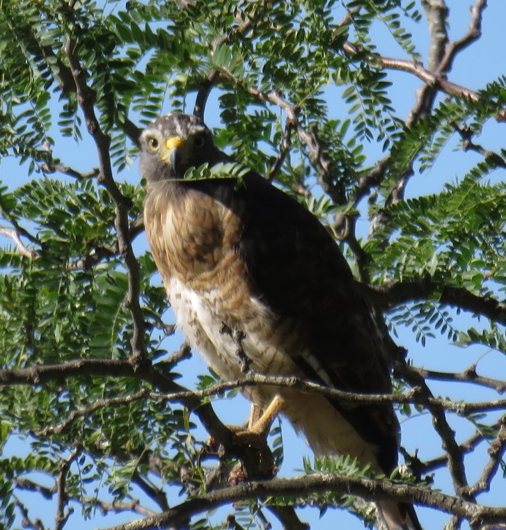 Foto Taguató Común