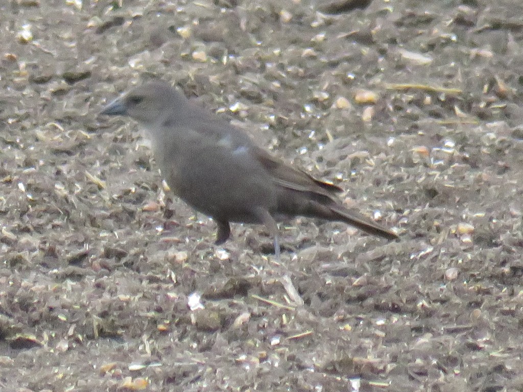 Foto Tordo Renegrido