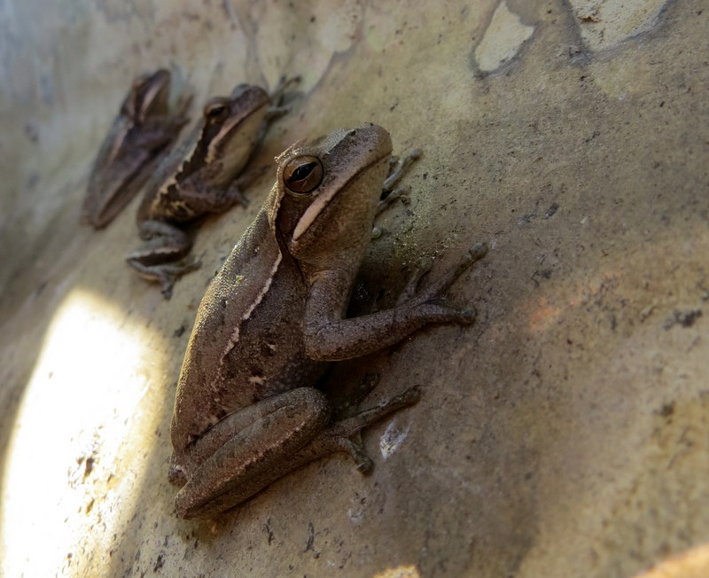 Photo Ranita del Zarzal