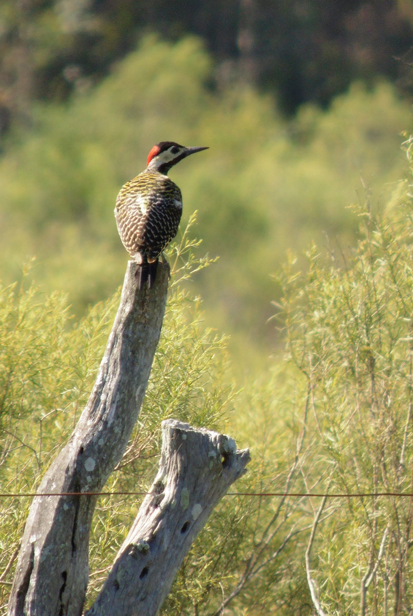 Foto Carpintero Real Común
