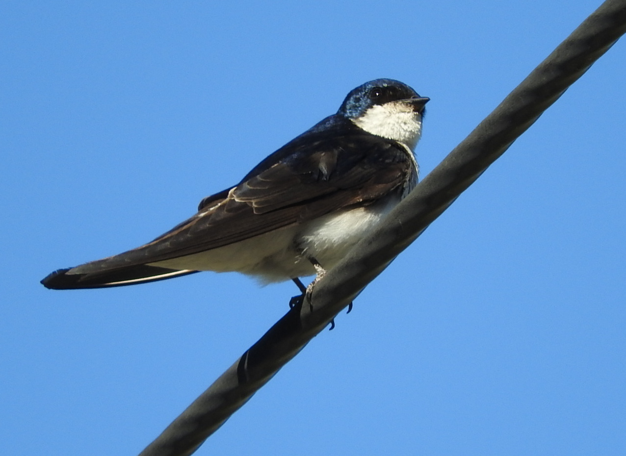 Foto Golondrina Patagónica