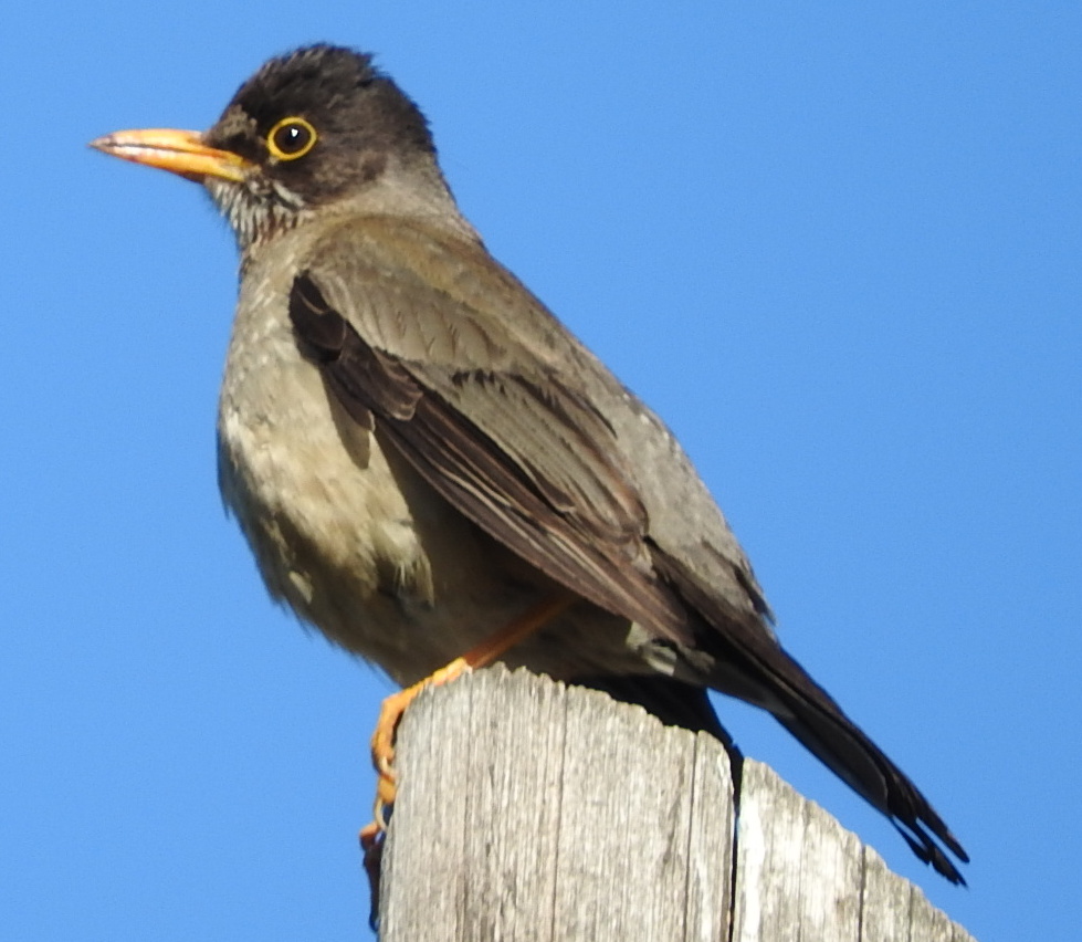 Foto Zorzal Patagónico