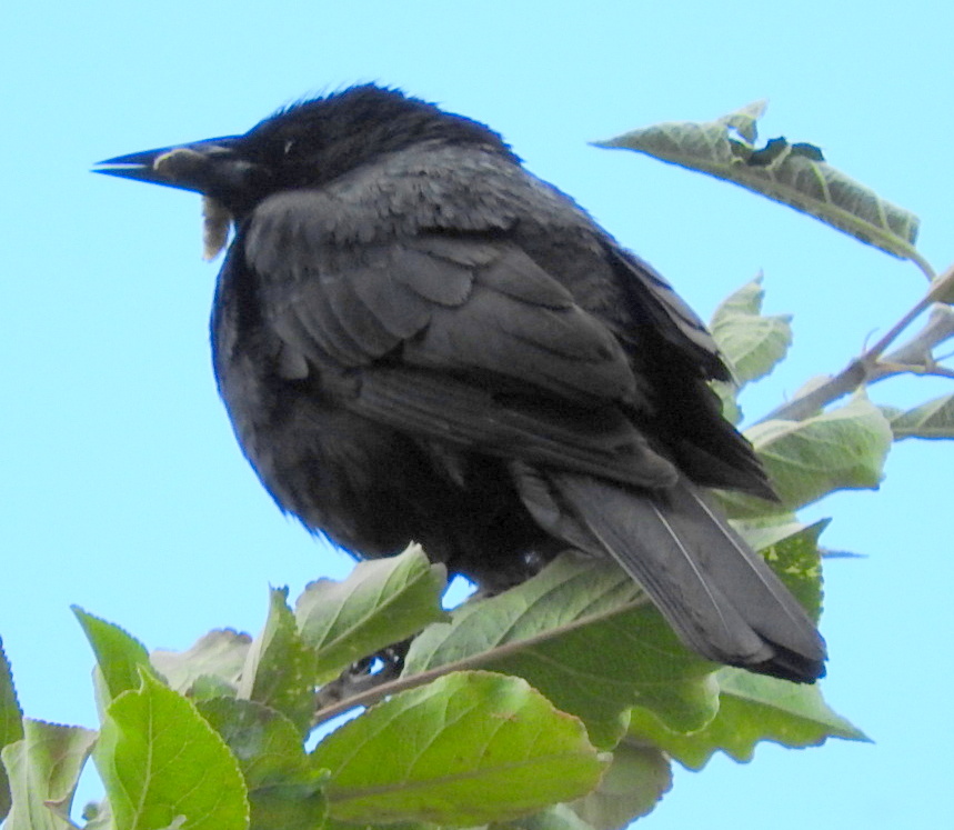 Foto Tordo Patagónico