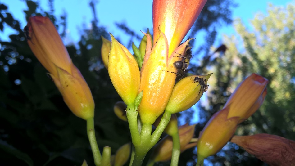 Foto Hormiga Carpintera