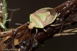  (Acledra bonariensis)