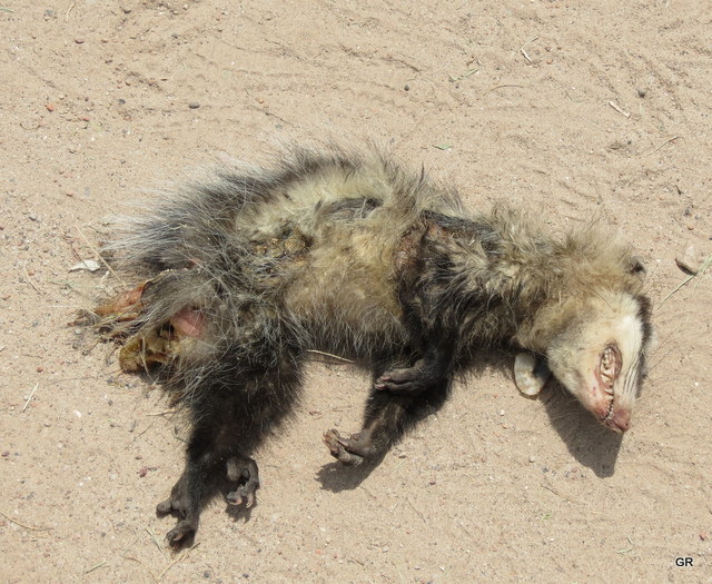 Photo Comadreja Overa