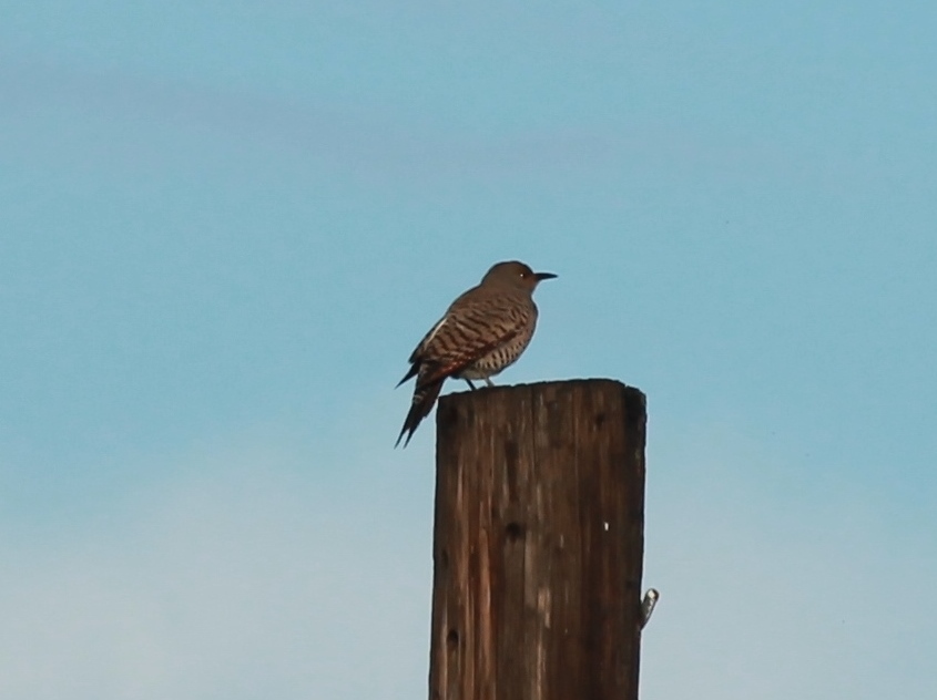 Foto Carpintero Norteño