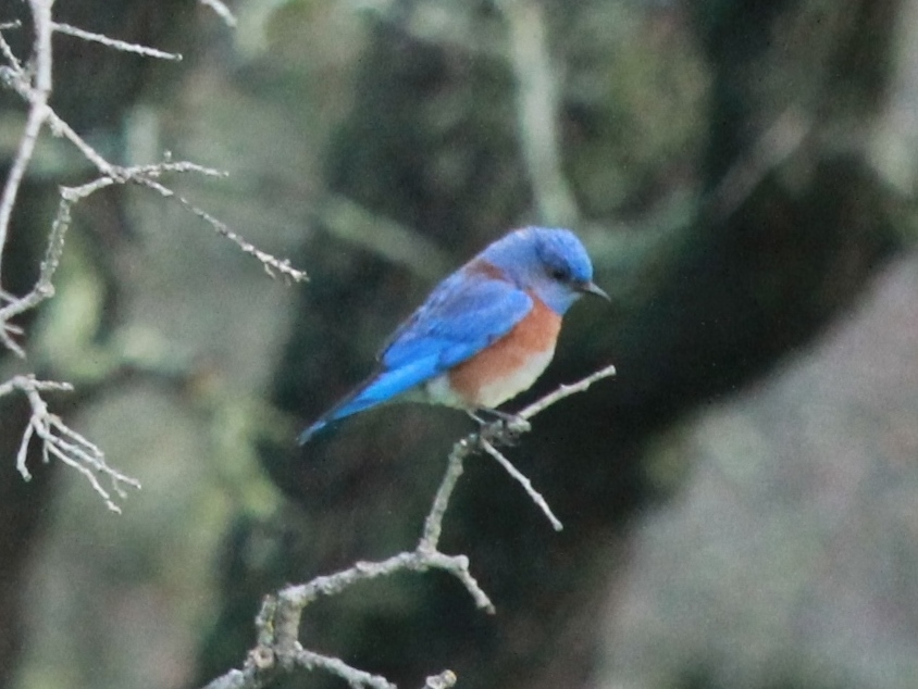 Foto Azulejo Gorjiazul