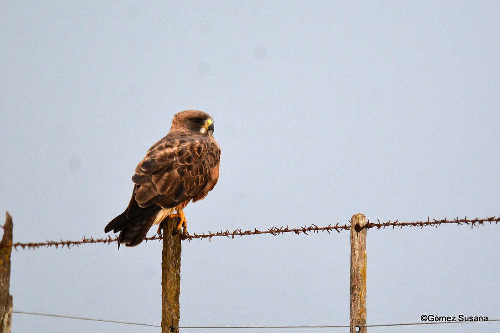 Foto Aguilucho Langostero