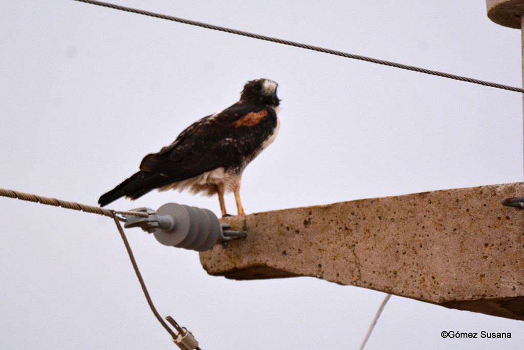 Foto Aguilucho Alas Largas