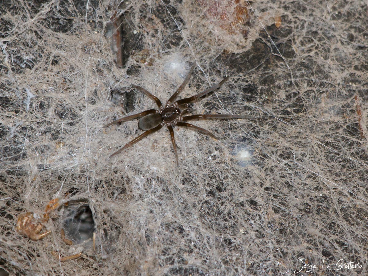 Photo Araña de los Timbres
