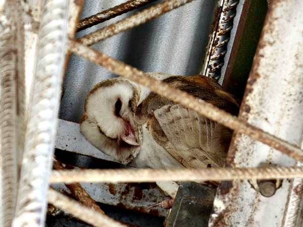 Foto Lechuza de Campanario