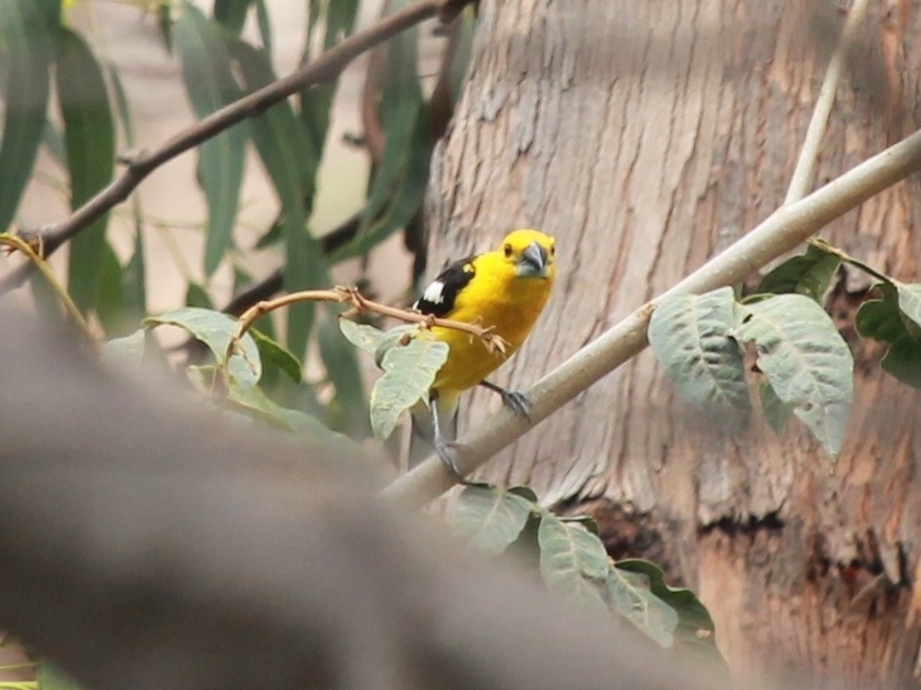 Foto Picogrueso Ventriamarillo
