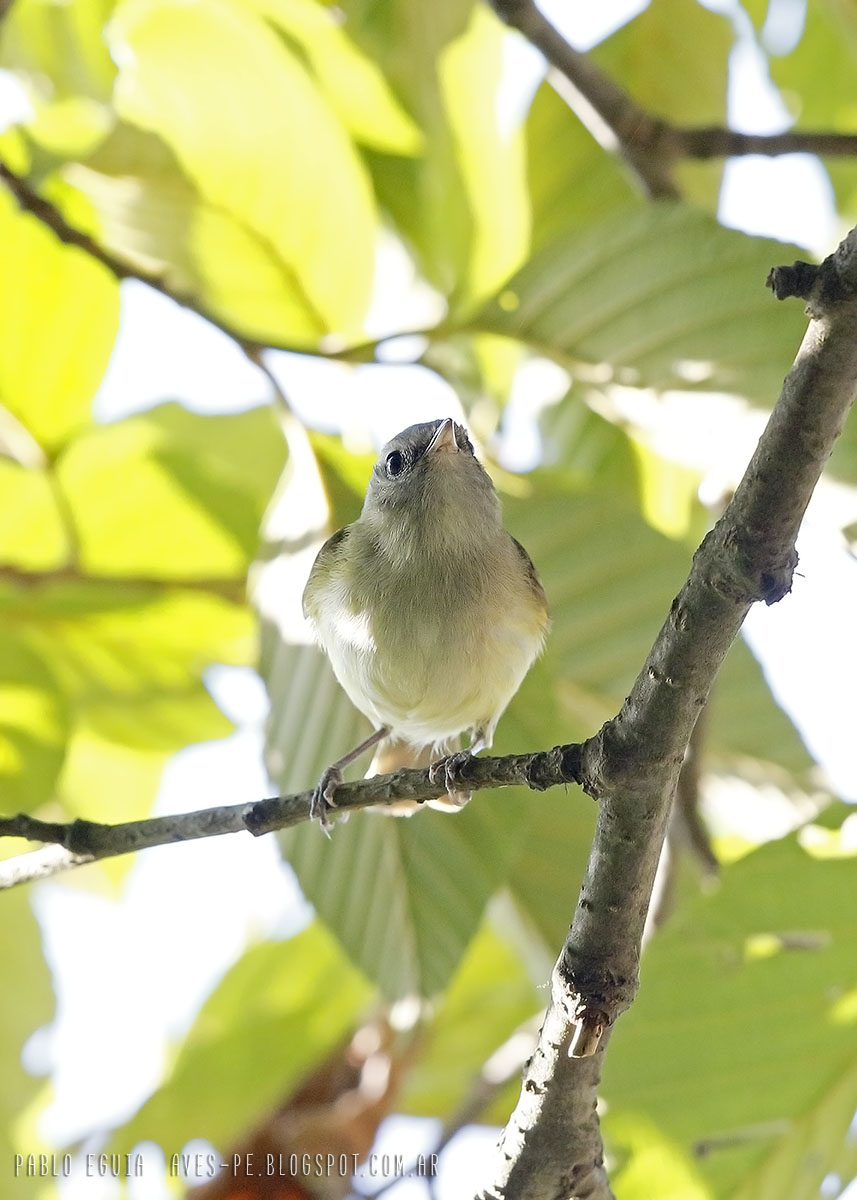 Foto Piojito de los Pinos