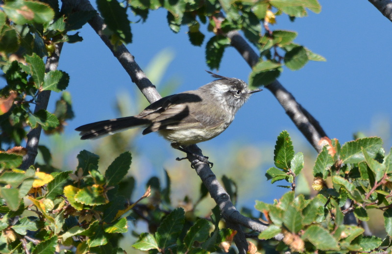 Foto Cachudito Pico Negro