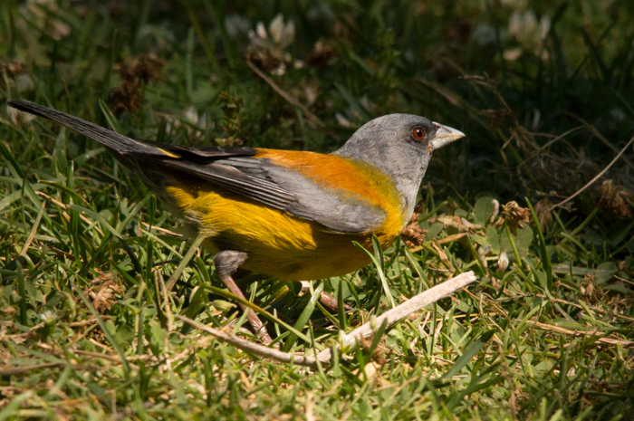 Foto Comesebo Patagónico