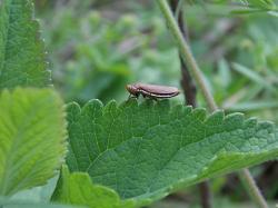  (Tapajosa rubromarginata)