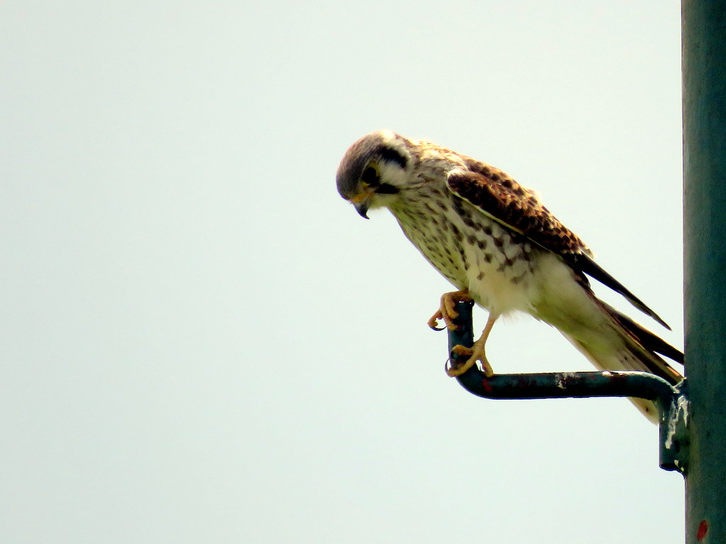 Foto Halconcito Colorado