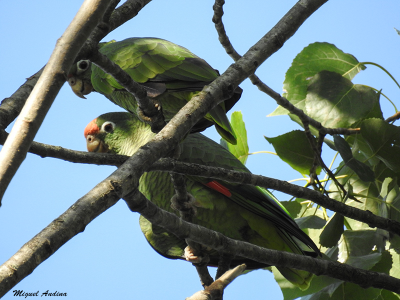 Foto Loro Alisero