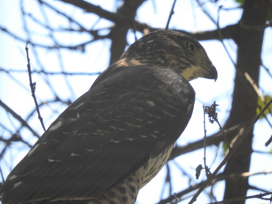 Foto Esparvero Patagónico