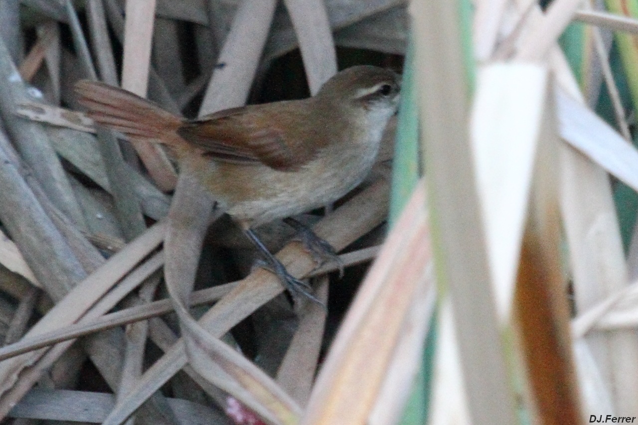 Foto Pajonalera Pico Curvo