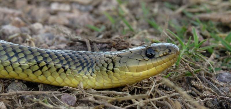 Foto Culebra Acuática