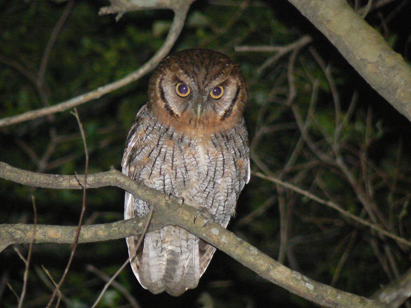 Foto Alilicucú Común