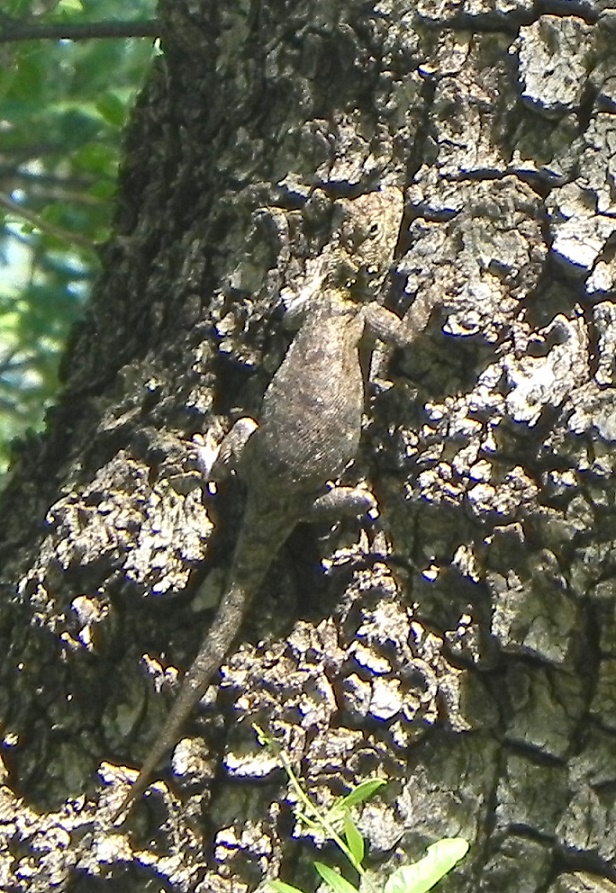 Foto Lagarto de los Quebrachales