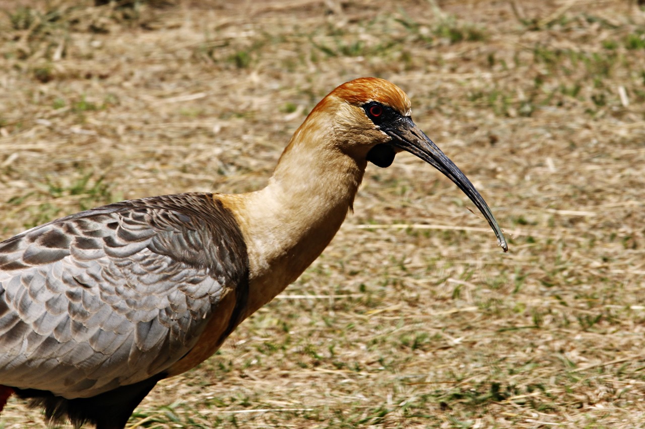 Foto Bandurria Austral
