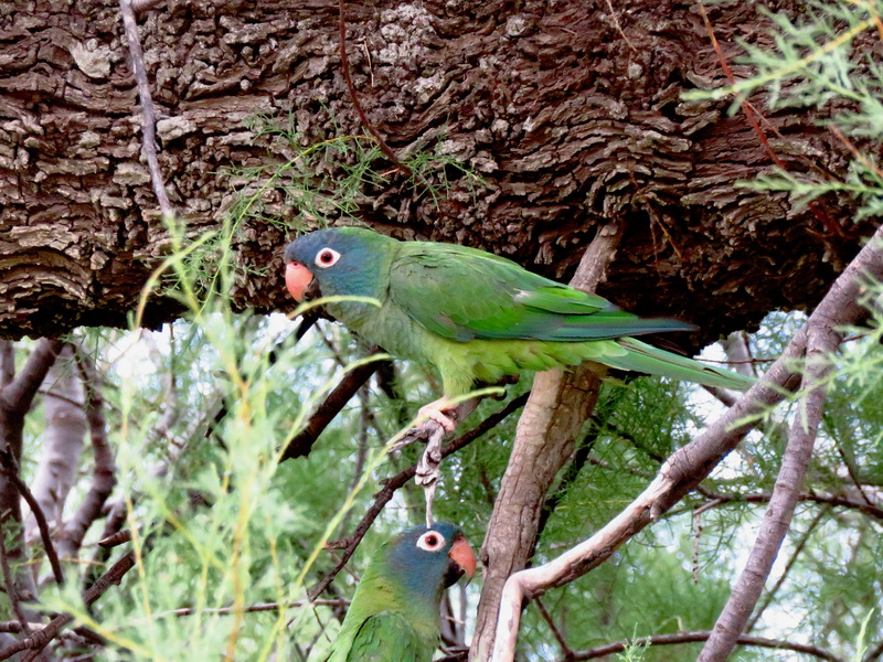 Foto Calancate Común