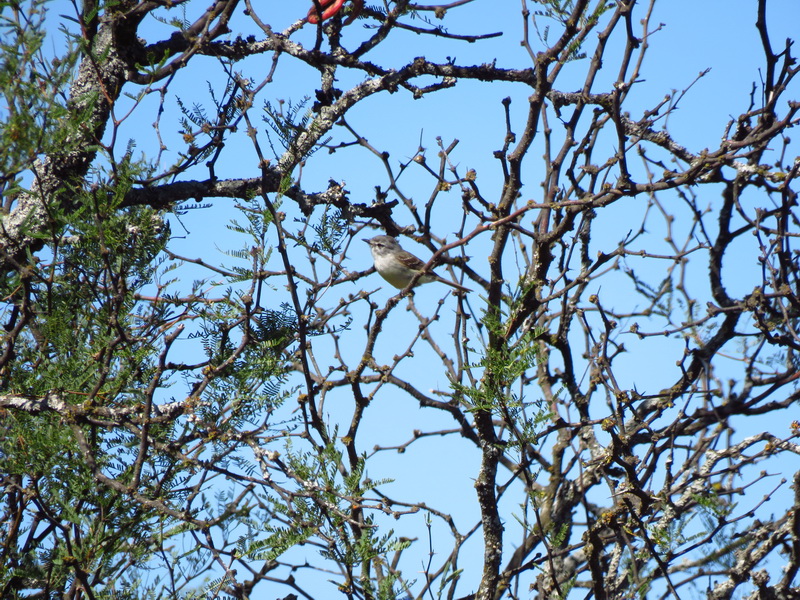 Photo Piojito Trinador