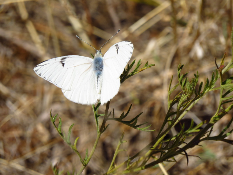 Foto Lechera Argentina