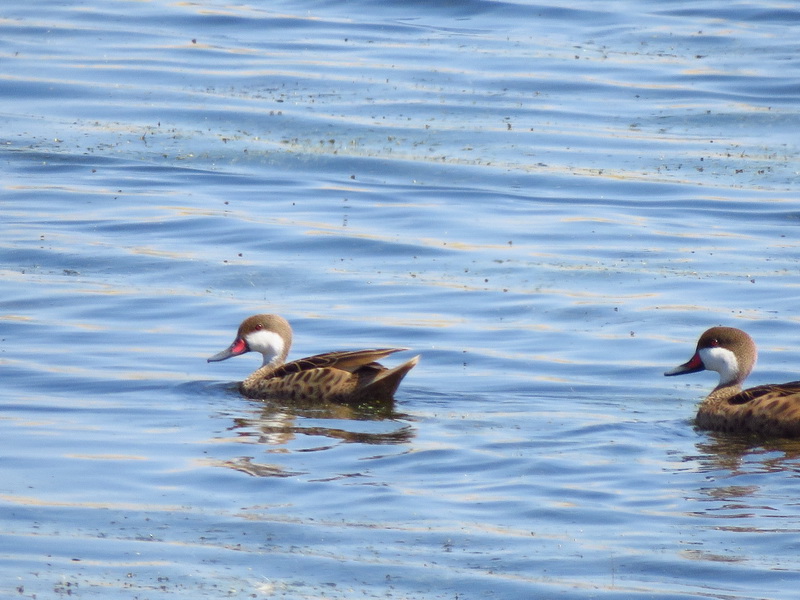 Foto Pato Gargantilla