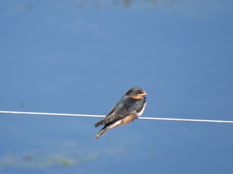 Foto Golondrina Tijerita