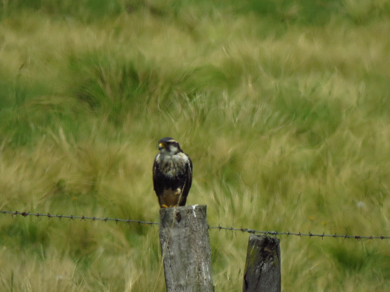 Foto Halcón Plomizo