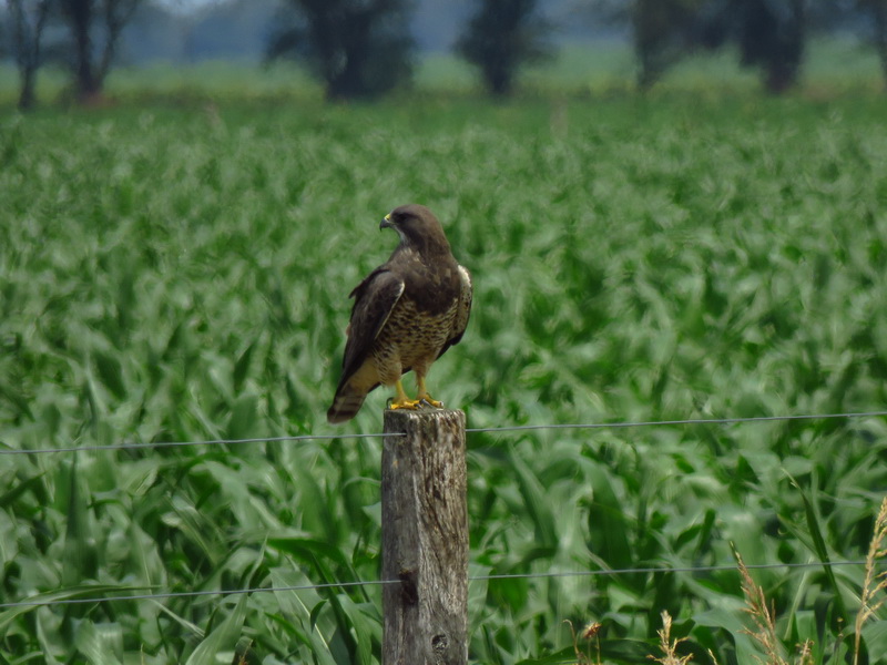Foto Aguilucho Langostero