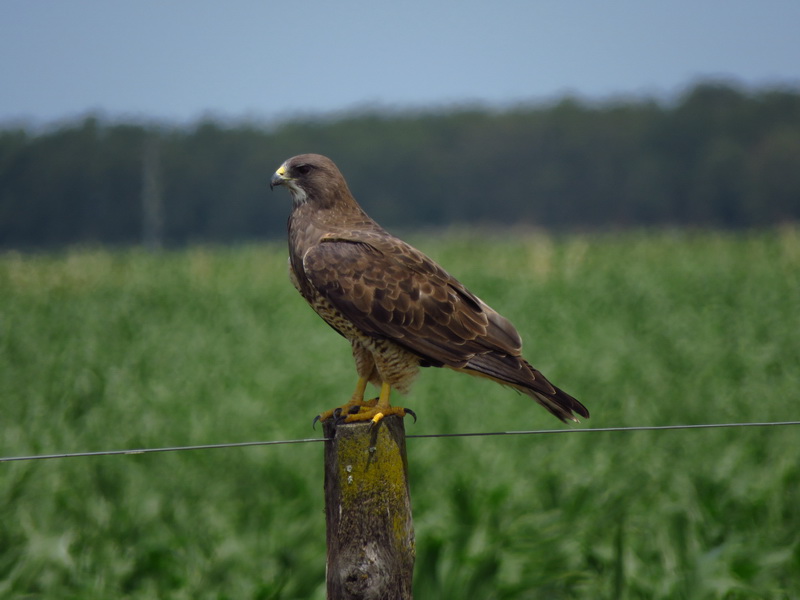 Foto Aguilucho Langostero