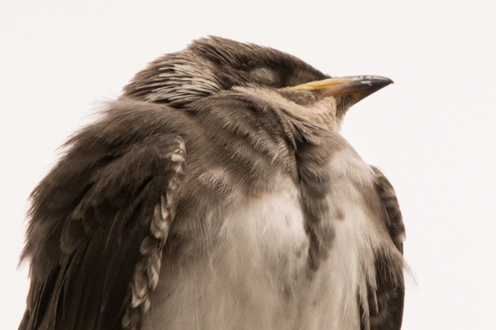 Foto Golondrina Parda