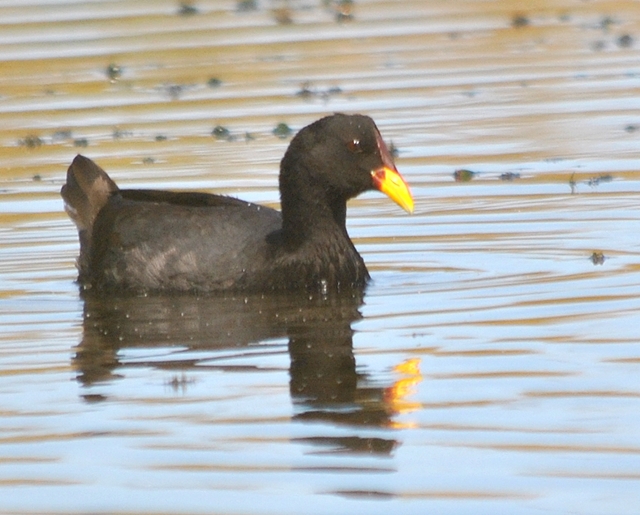 Photo Gallareta Escudete Rojo