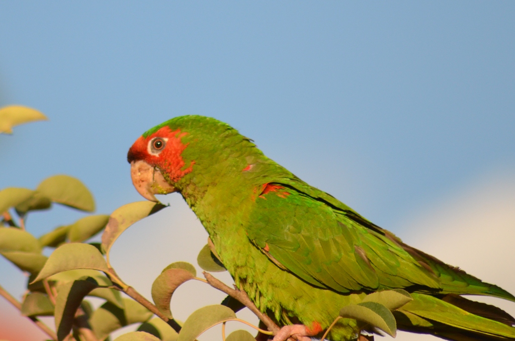 Foto Calancate Cara Roja