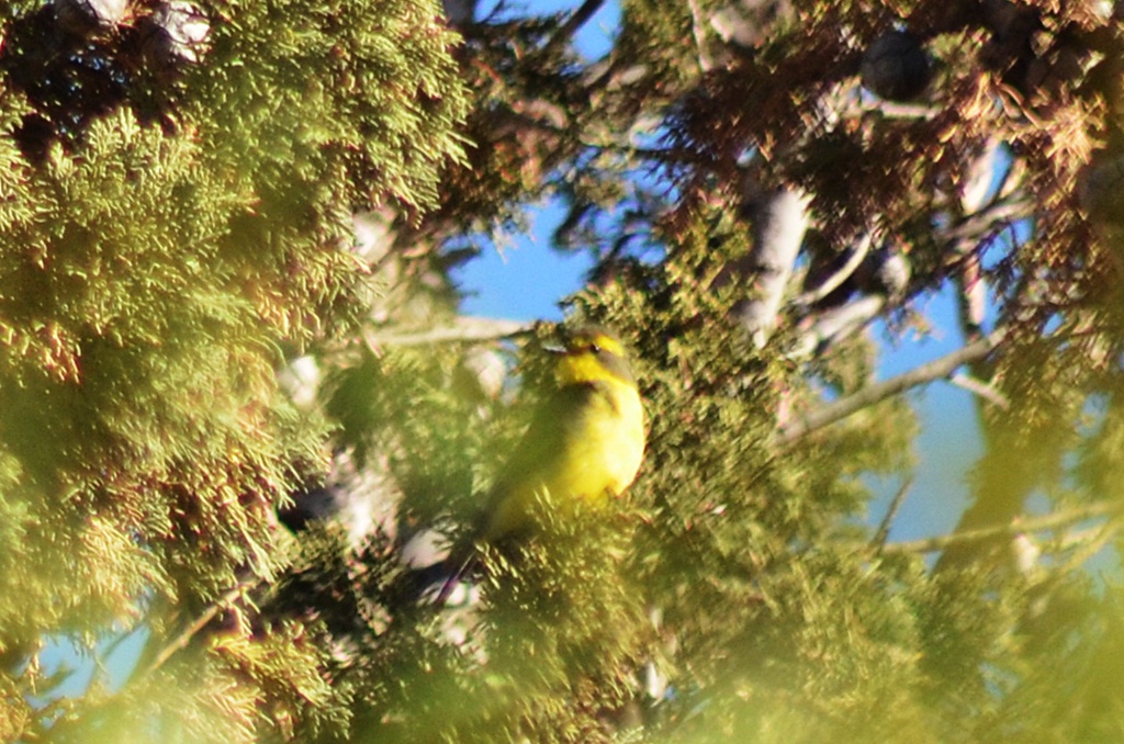 Foto Suirirí Amarillo